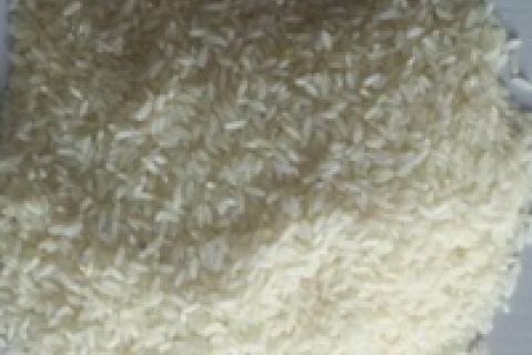 Koshihikari